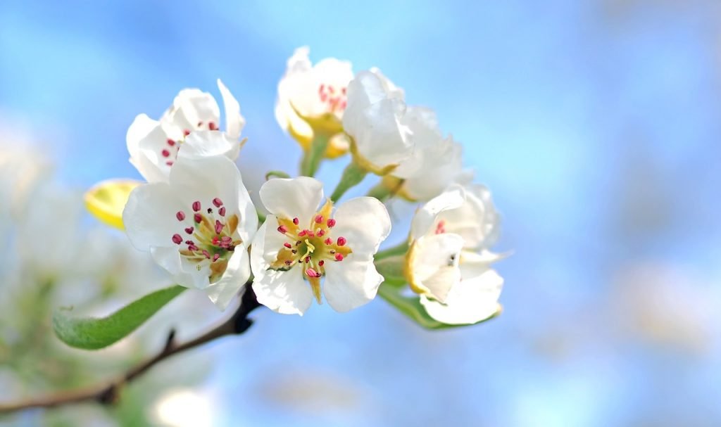 Keltisches Horoskop Apfelbaum