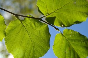 Keltisches Horoskop Haselstrauch