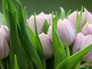 Wochenhoroskop (11. bis 17. März)