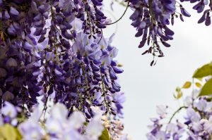 Wochenhoroskop (3. bis 9. Juni)