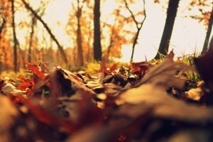 Wochenhoroskop (28. Oktober bis 3. November)