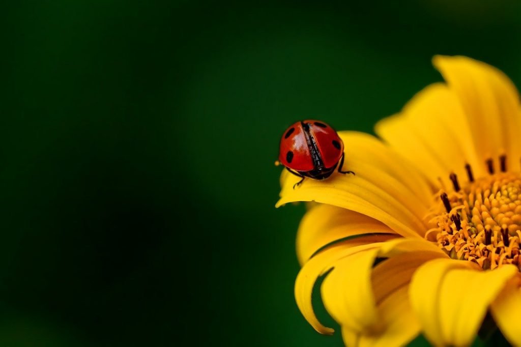 Wochenhoroskop (6. bis 12. Juli)