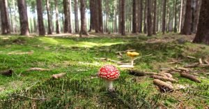 Wochenhoroskop (24. bis 30. August)